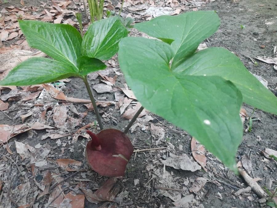 Typhonium 3