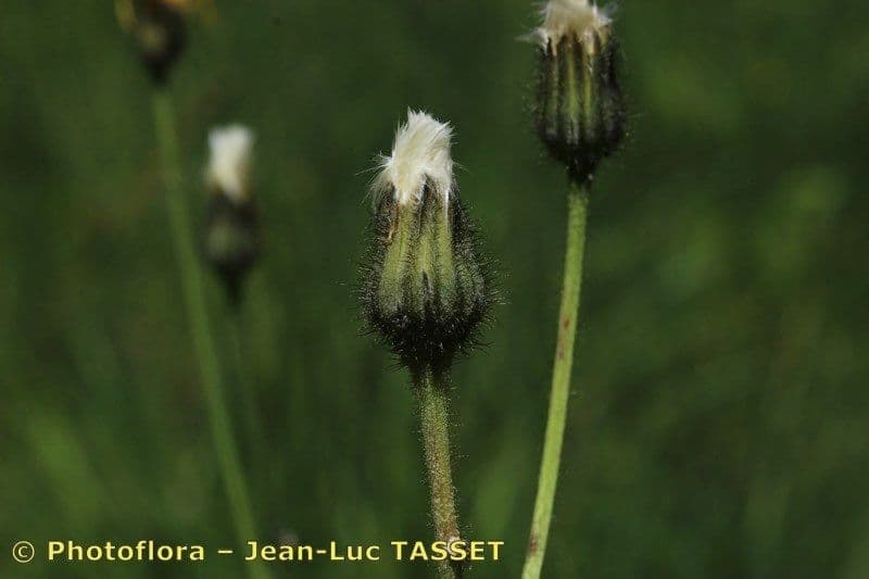 Willemetia stipitata 21