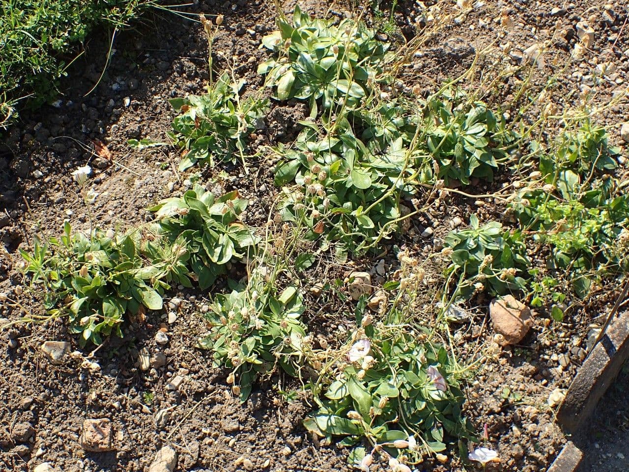 Silene 5