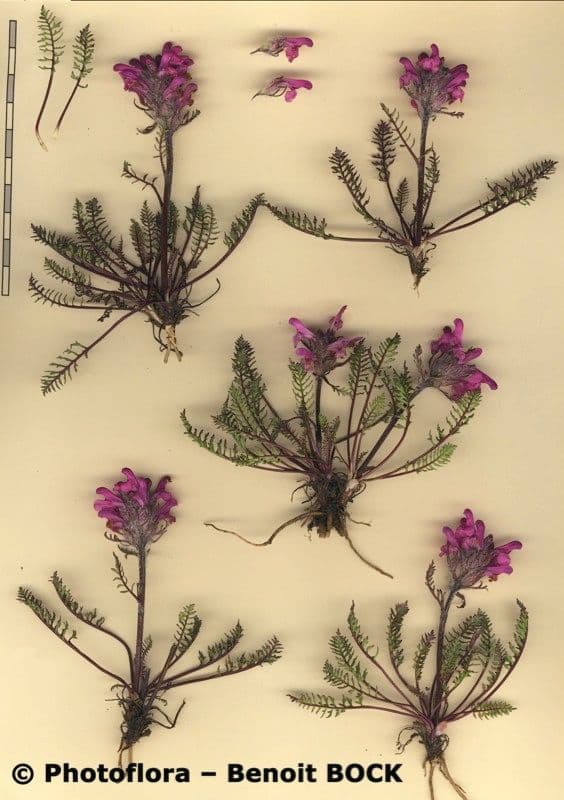 Pedicularis rosea 19