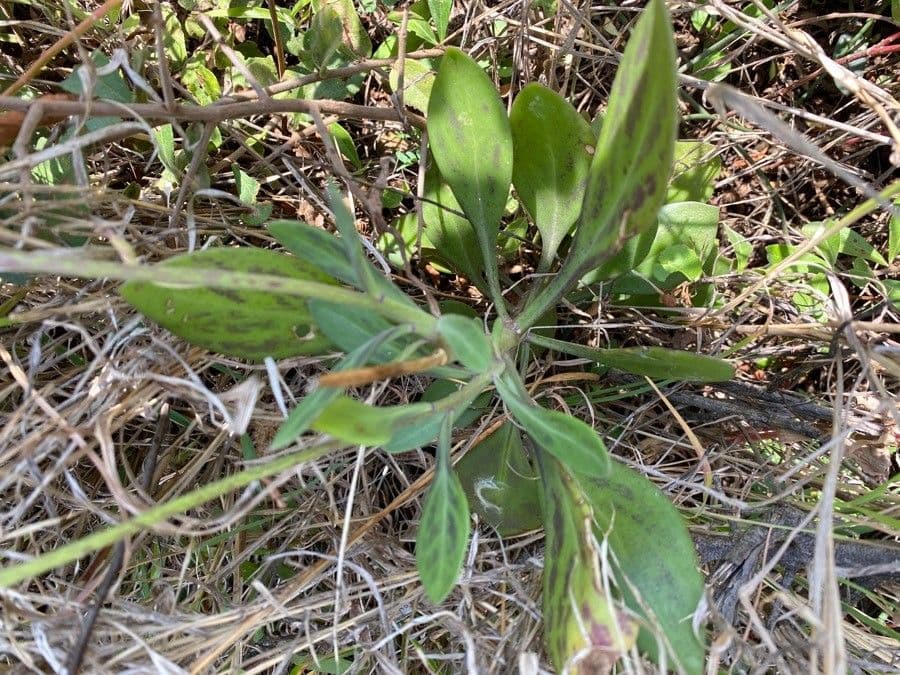 Kleinia abissina 7
