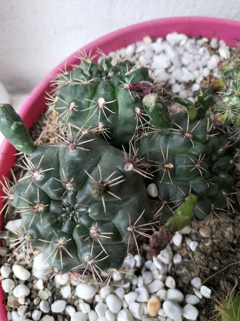 Cactus 6