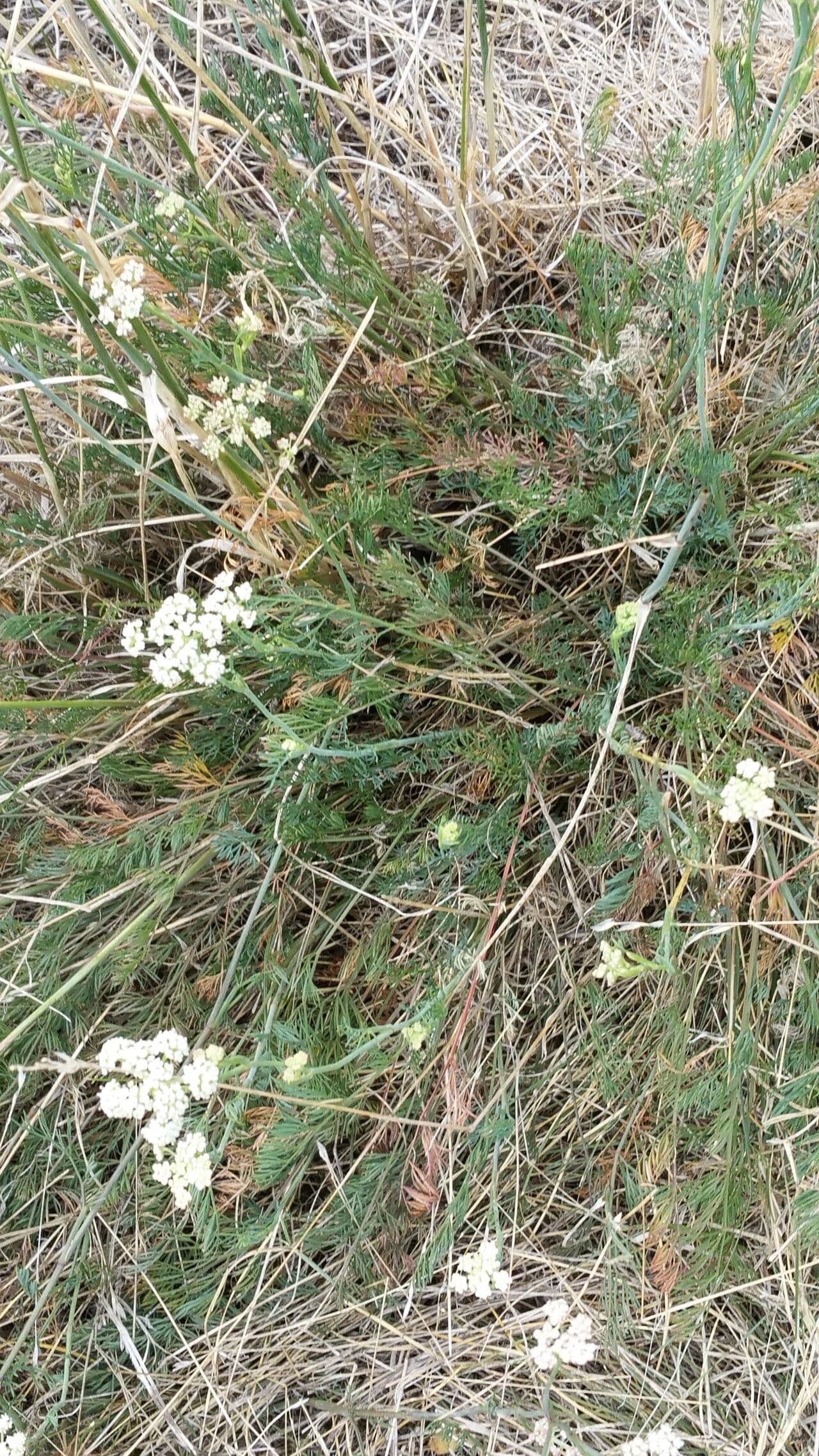 Peucedano gallico 10