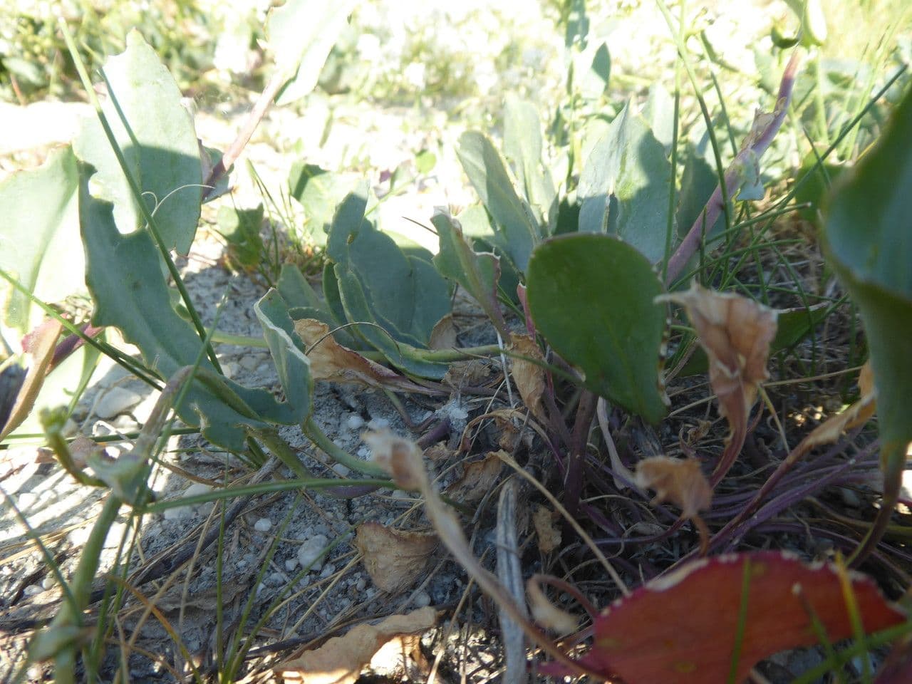 Lepidium 3