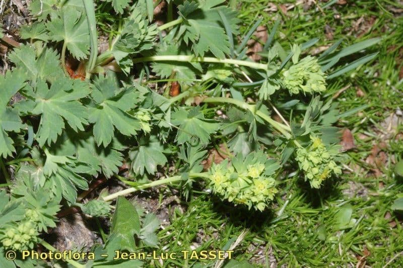Alchemilla fissa 20