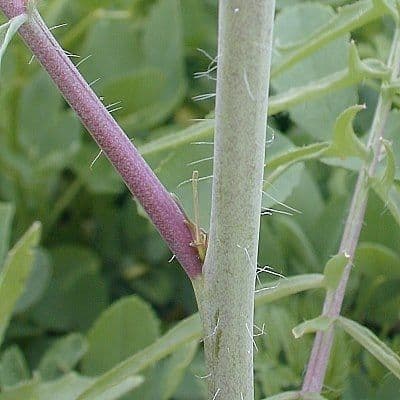 Erba cornacchia altissima 23