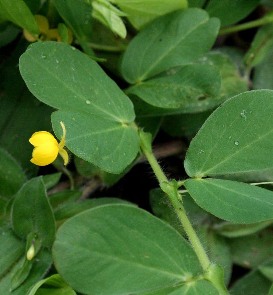 Chamaecrista rotundifolia 10