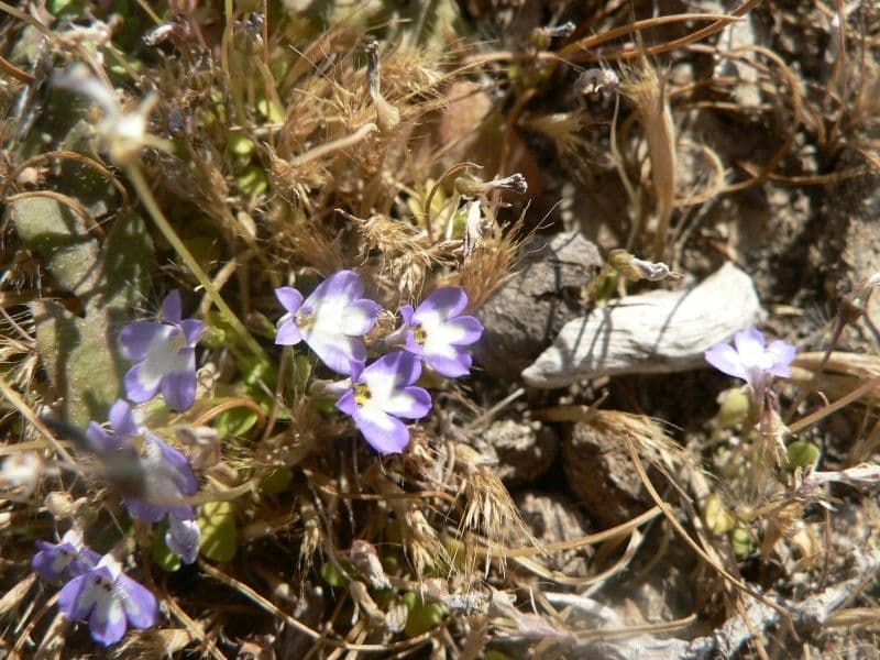 Solenopsis 6