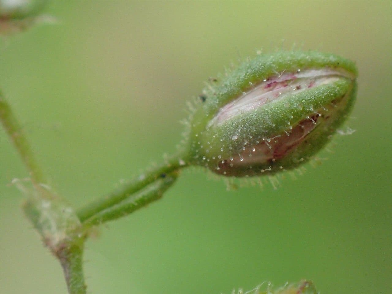 Spergularia comune 4