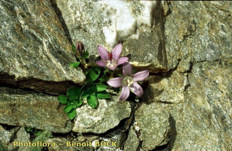 Campanula di Cenis 18