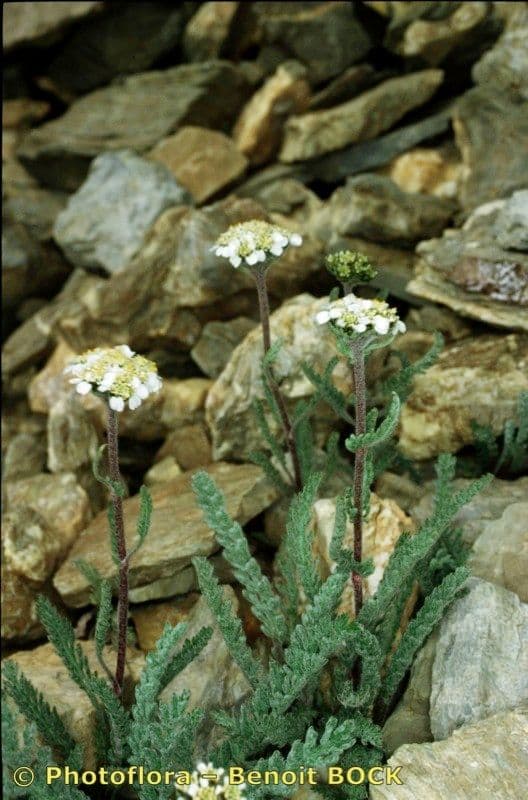 Zwerg-Schafgarbe 20