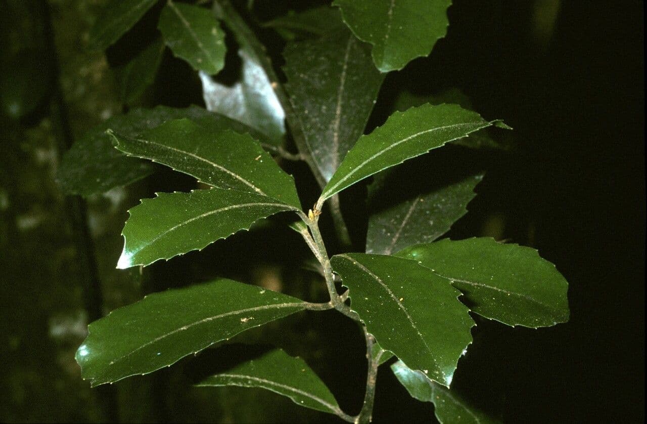 Hedycarya arborea