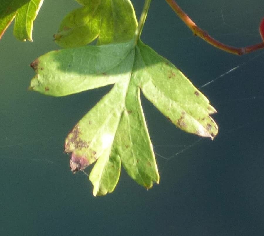 Biancospino 18