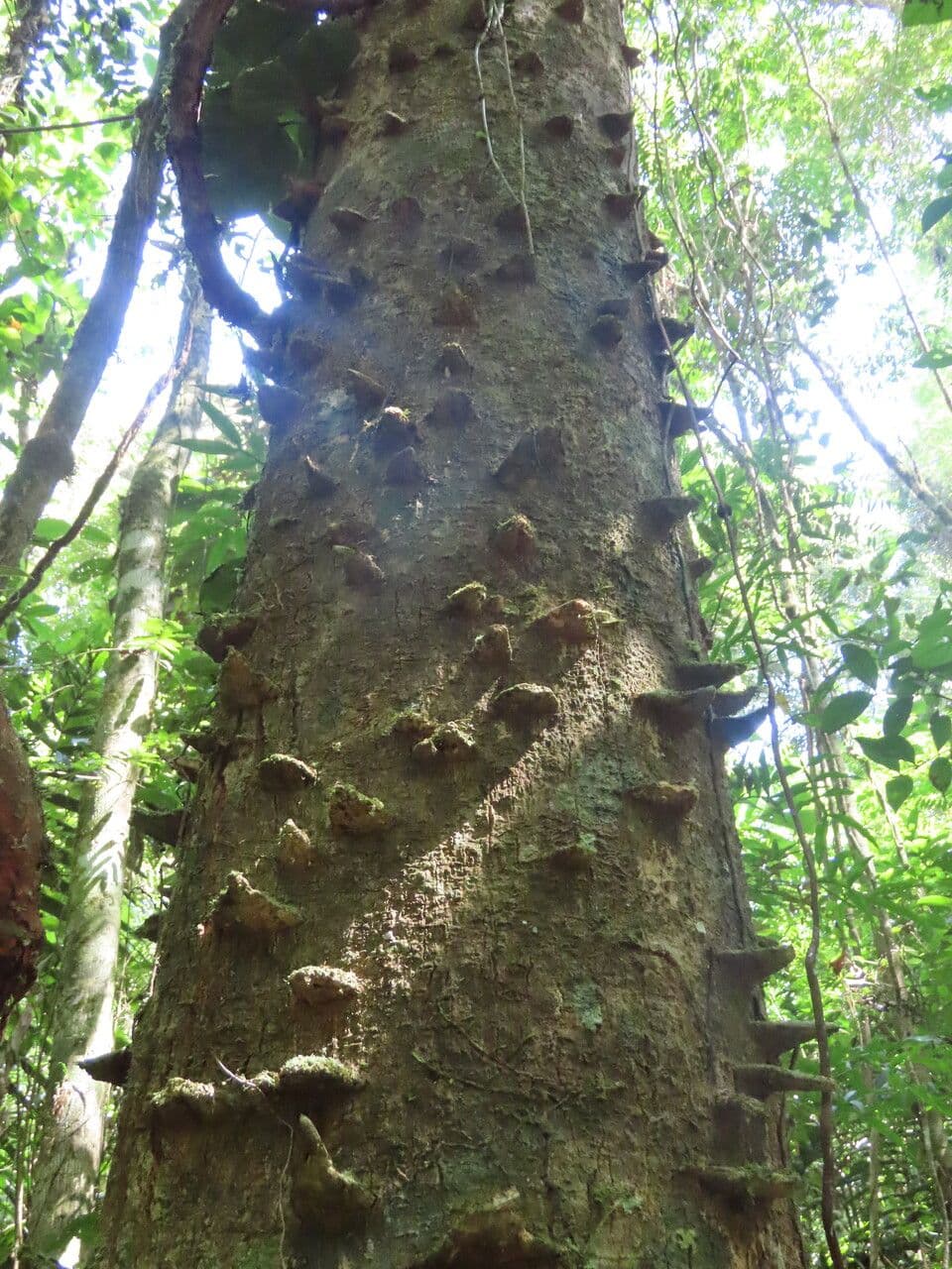 Zanthoxylum 16