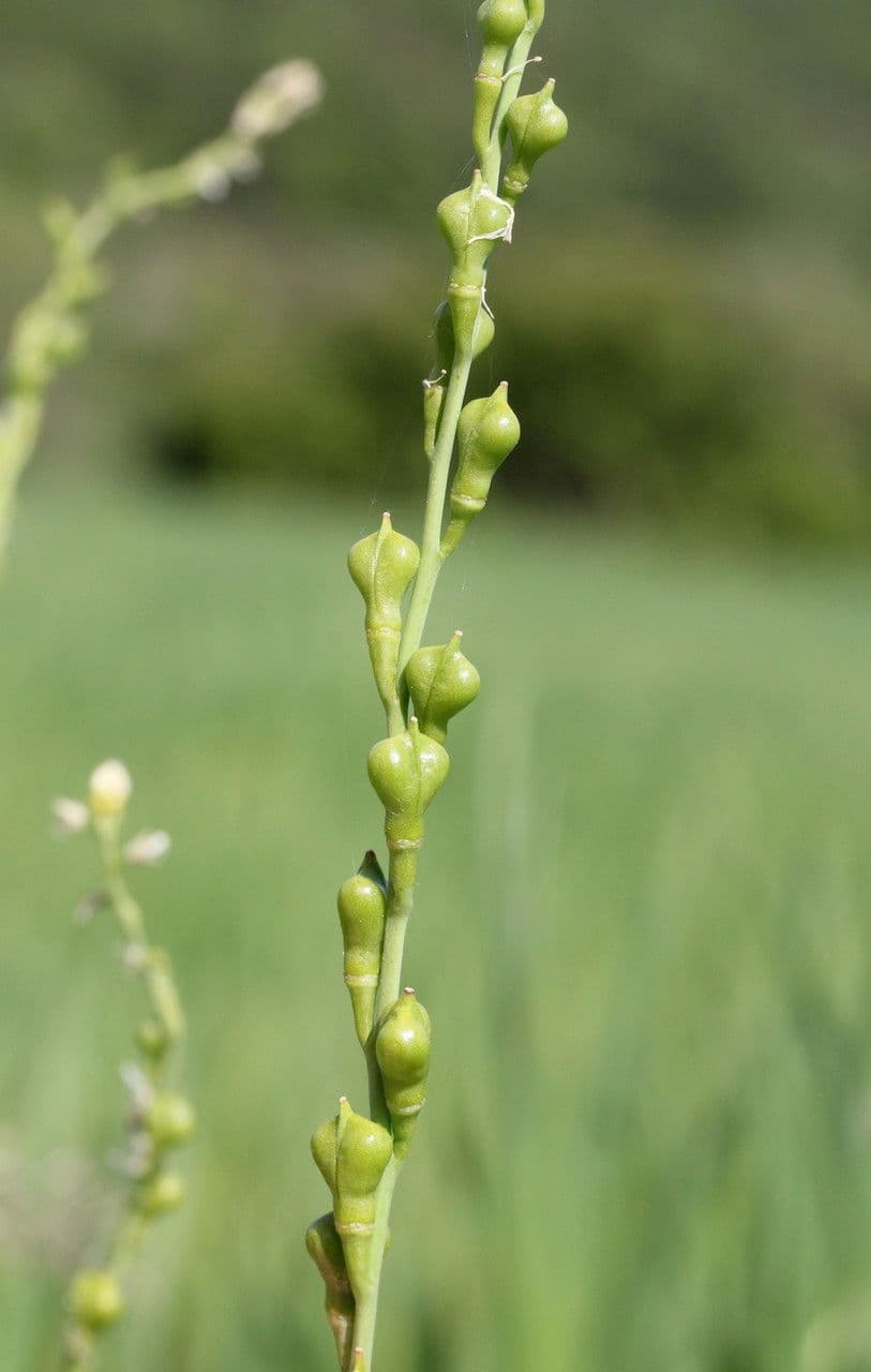 Myagrum perfoliatum 4