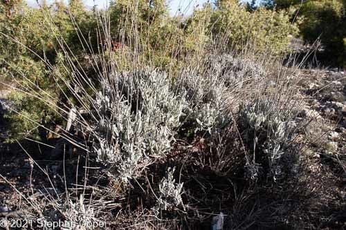 Lavanda lanata 11