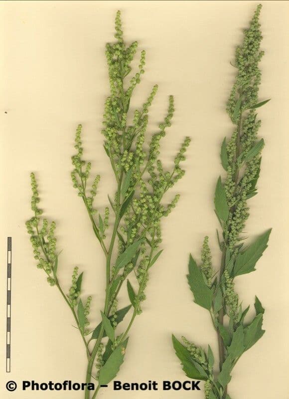 Komosa figolistna 28