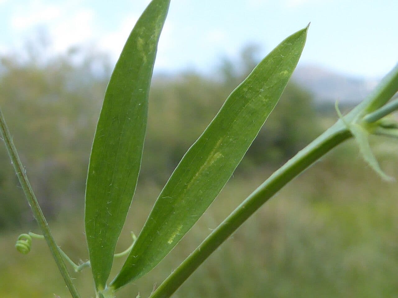 Cicerchia pelosa 19