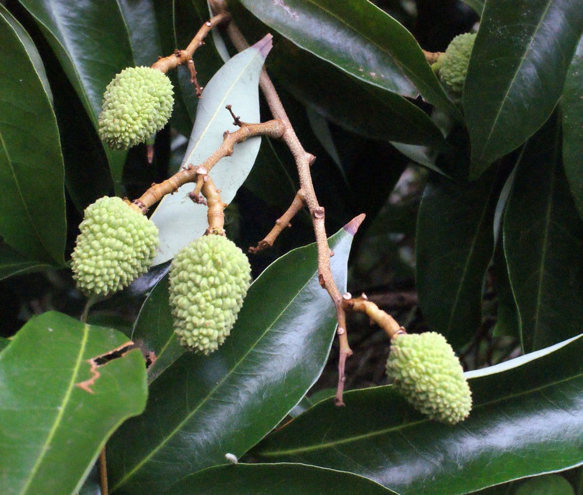 Litchi 30