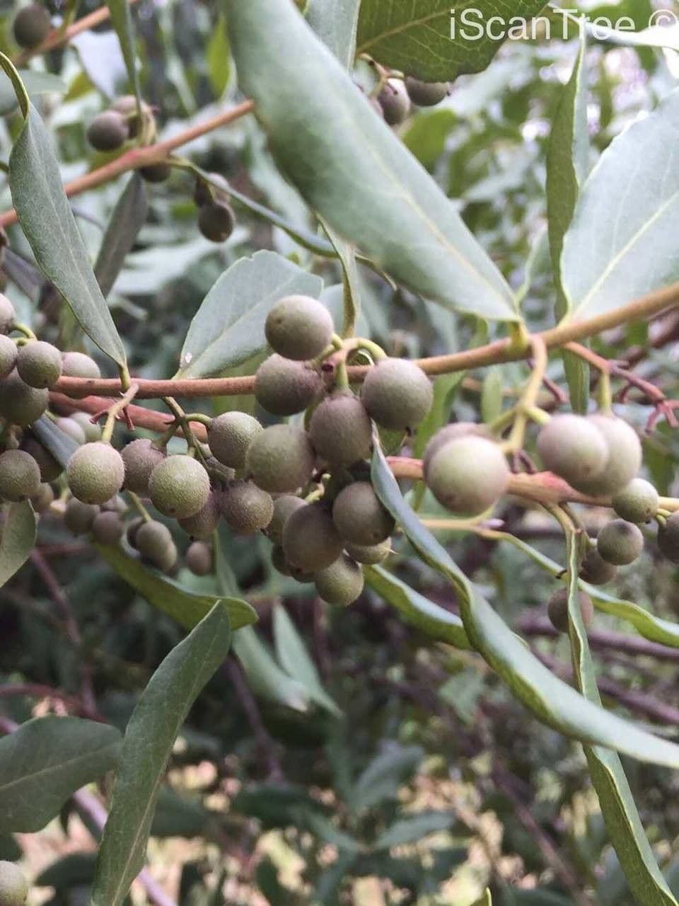 Euclea crépu 3