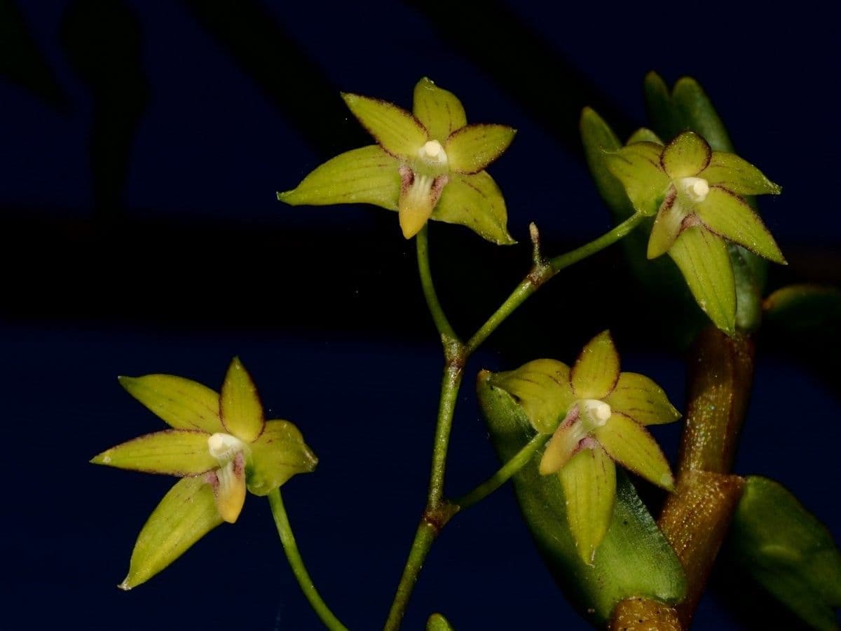 Dendrobium 7