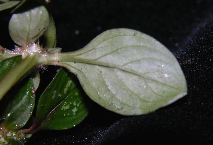Spermacoce prostrata 7