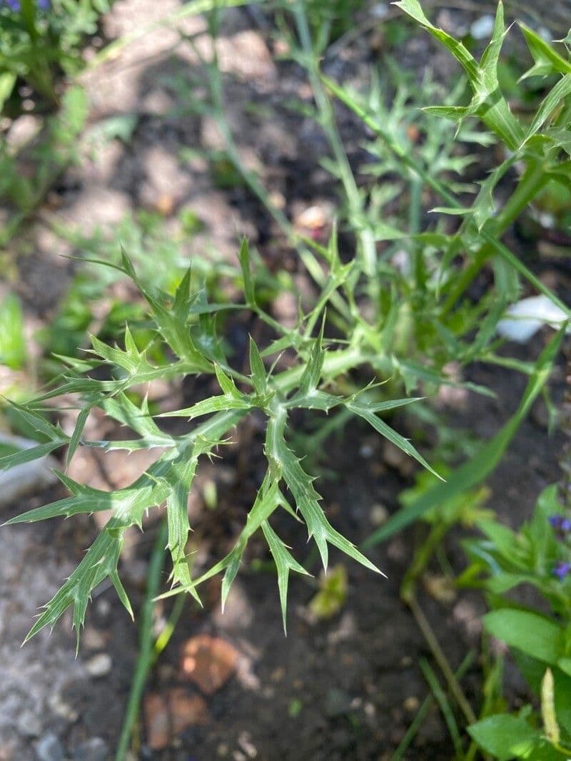 Panicaut d'améthyste 13