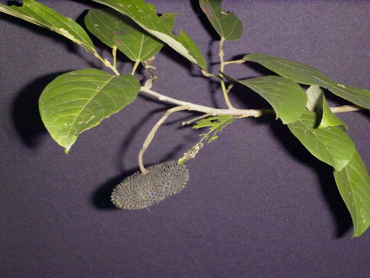 Apeiba 20