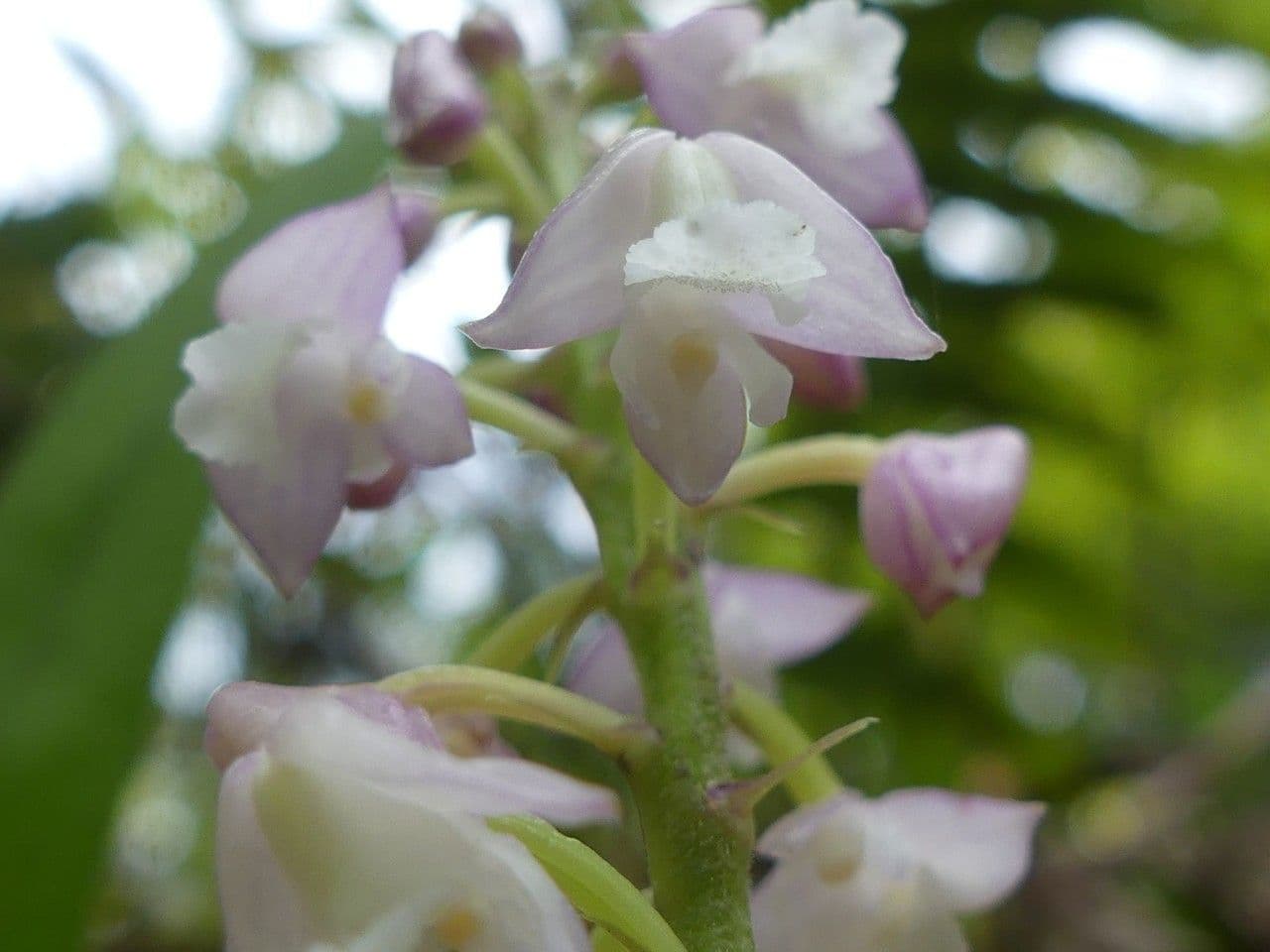 Große Gelbähren-Orchidee 4