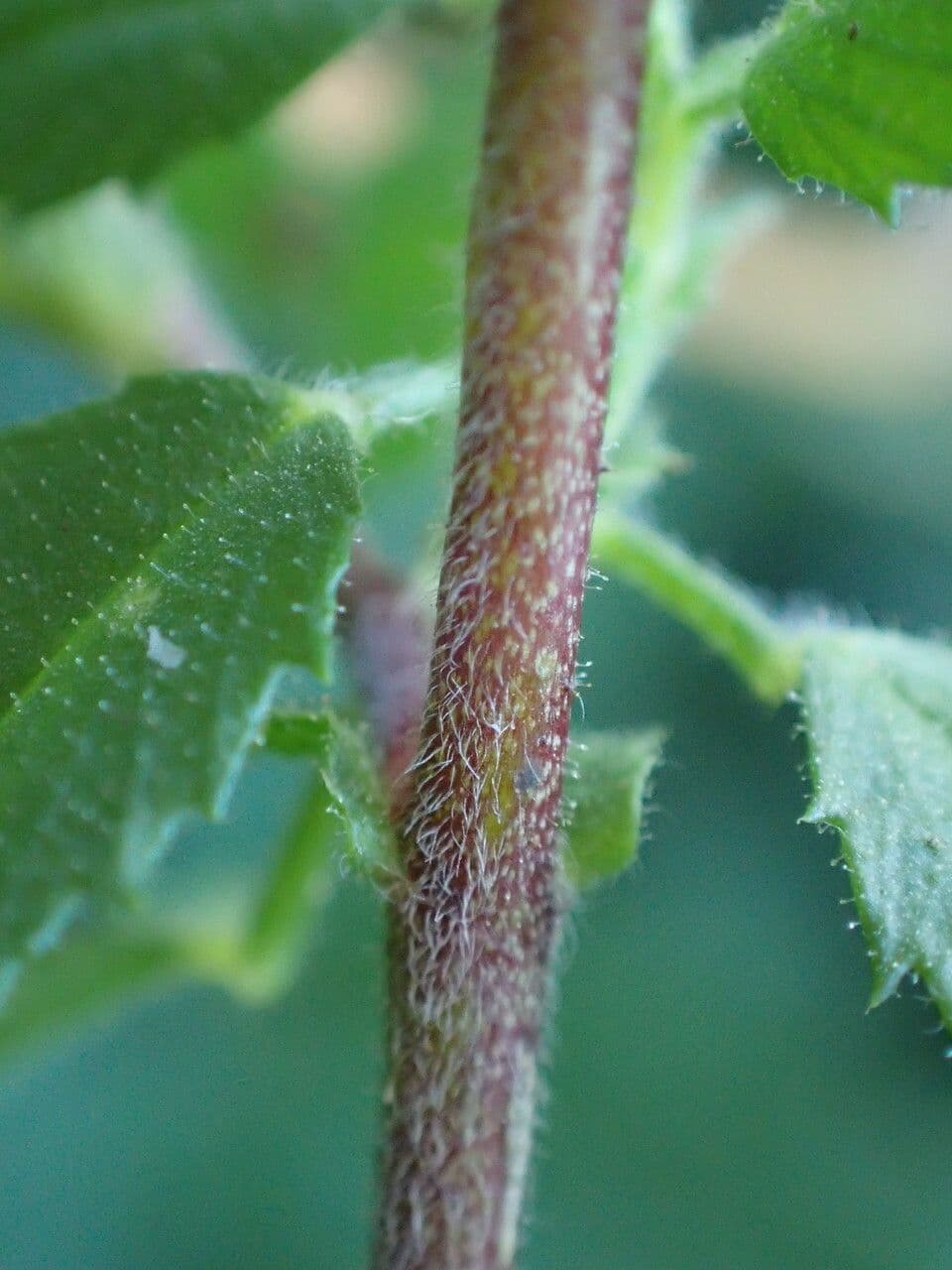 Ononide spinosa 23