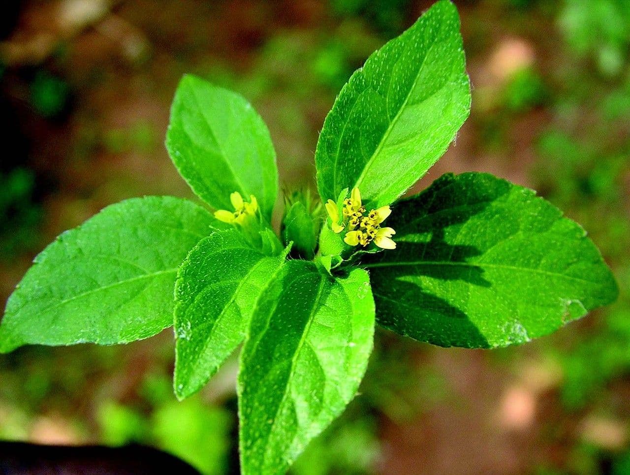 Synedrella nodiflora 11