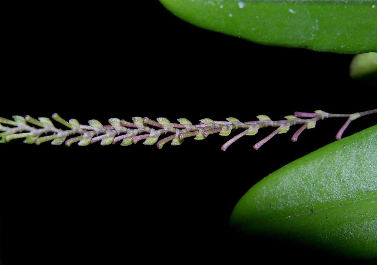 Scaphosepalum