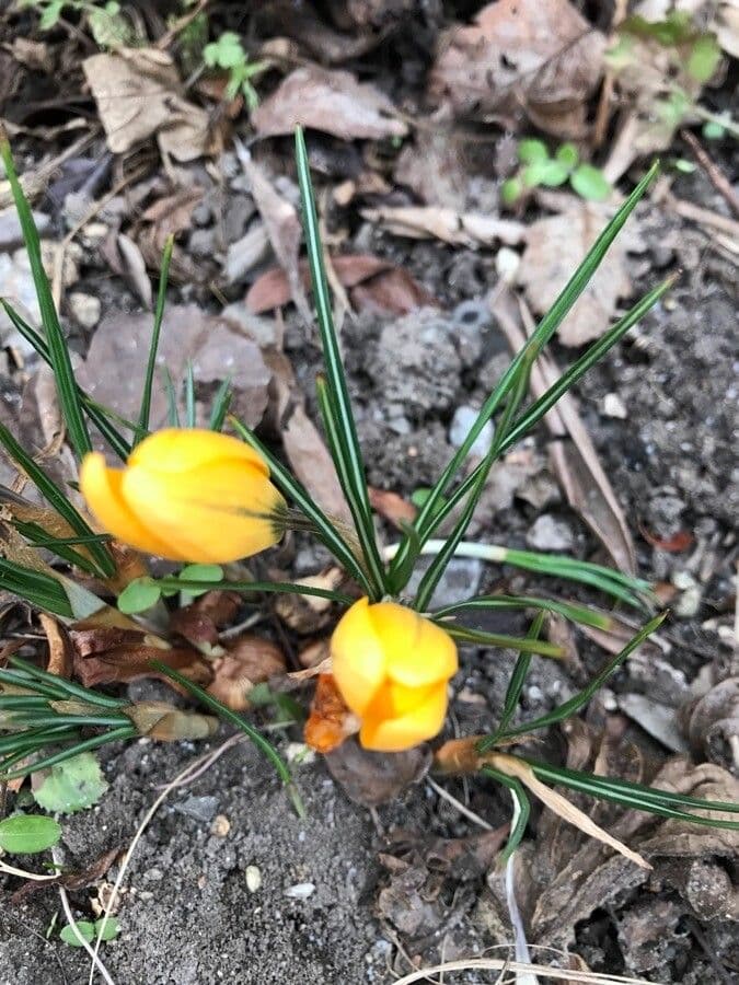 Goldkrokus 14