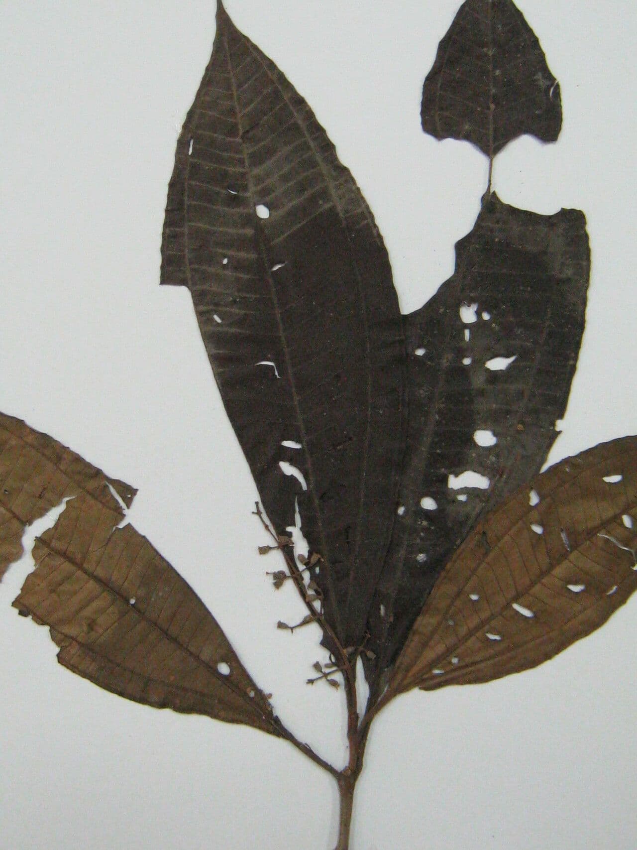 Miconia splendens 3