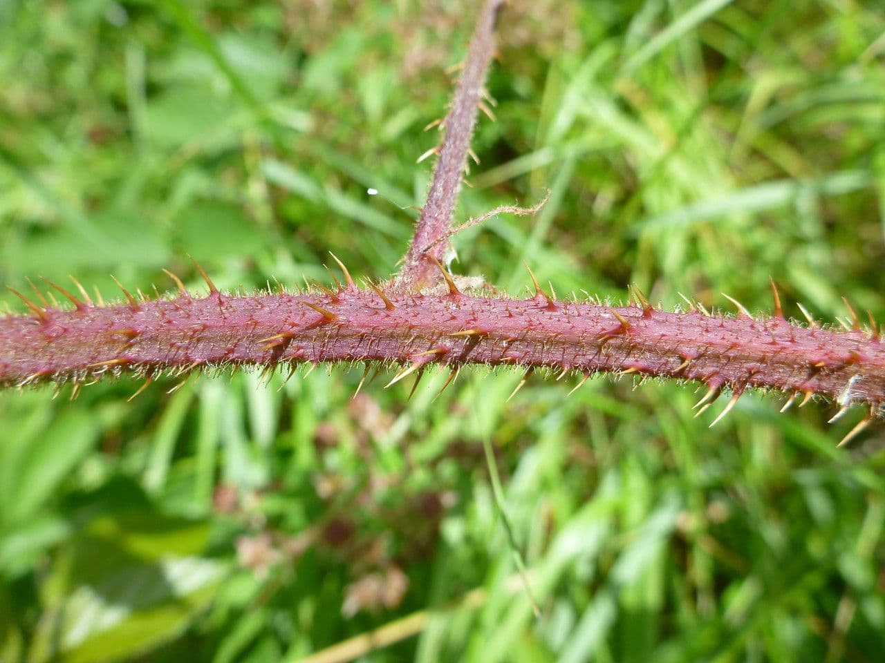 Brombeere 12
