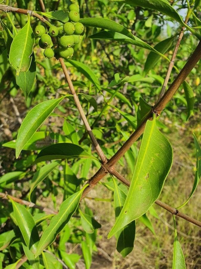 Coptosperma graveolens 13