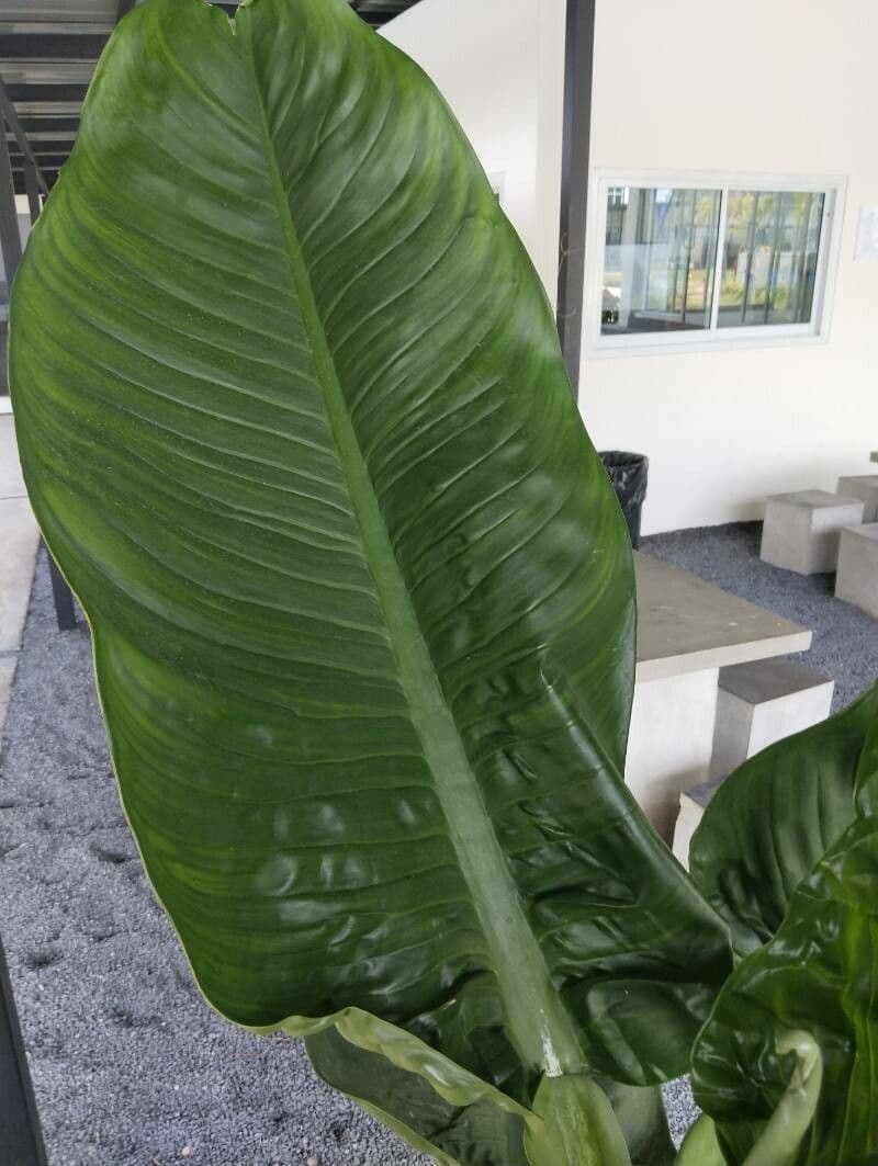 Dieffenbachia 17