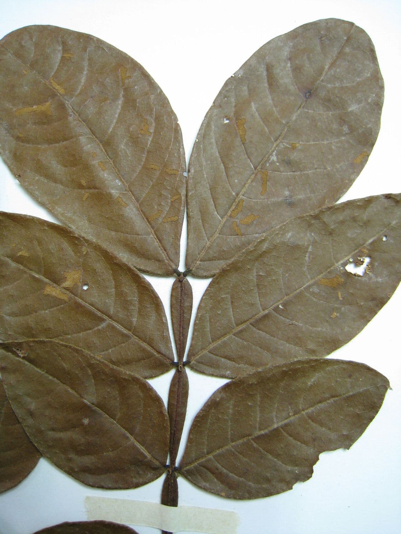 Inga 2
