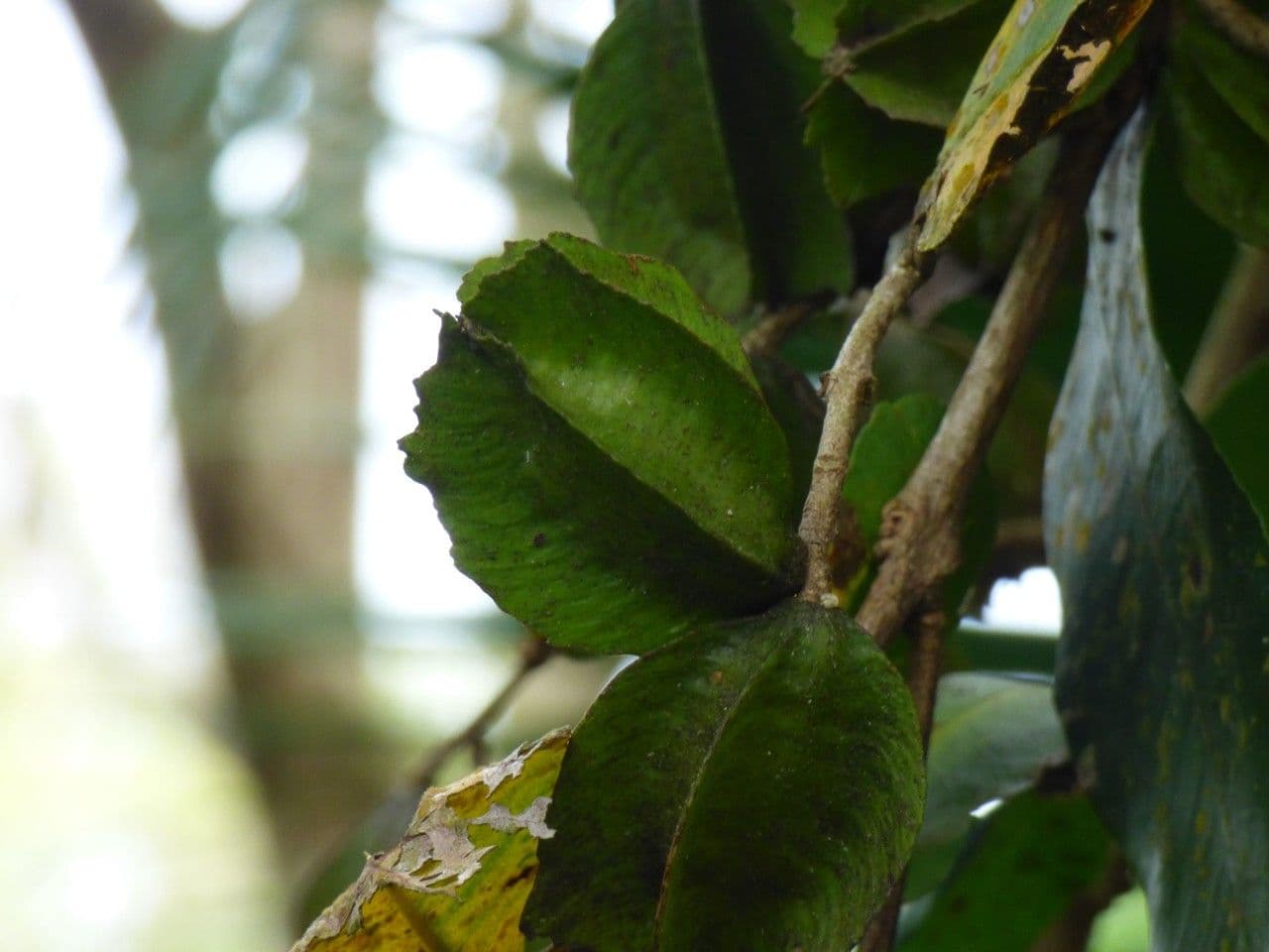 Terminalia arjuna 5