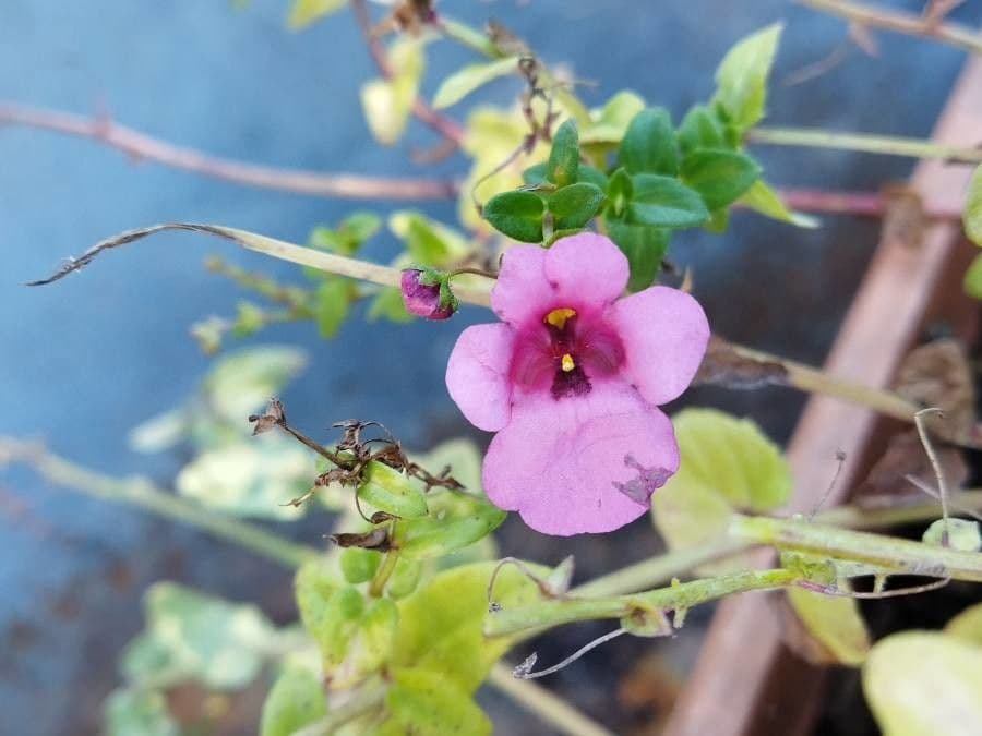 Diascia 5