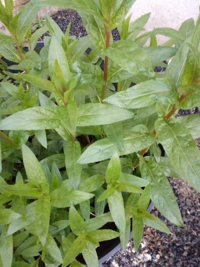 Garofanino quadrangolare 5