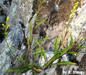 Solidago semplice 5