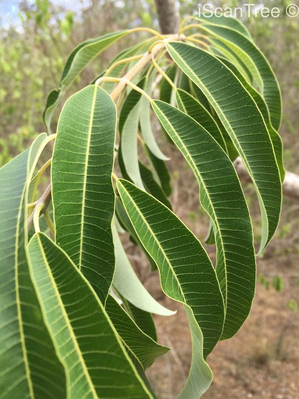 Ozoroa 11