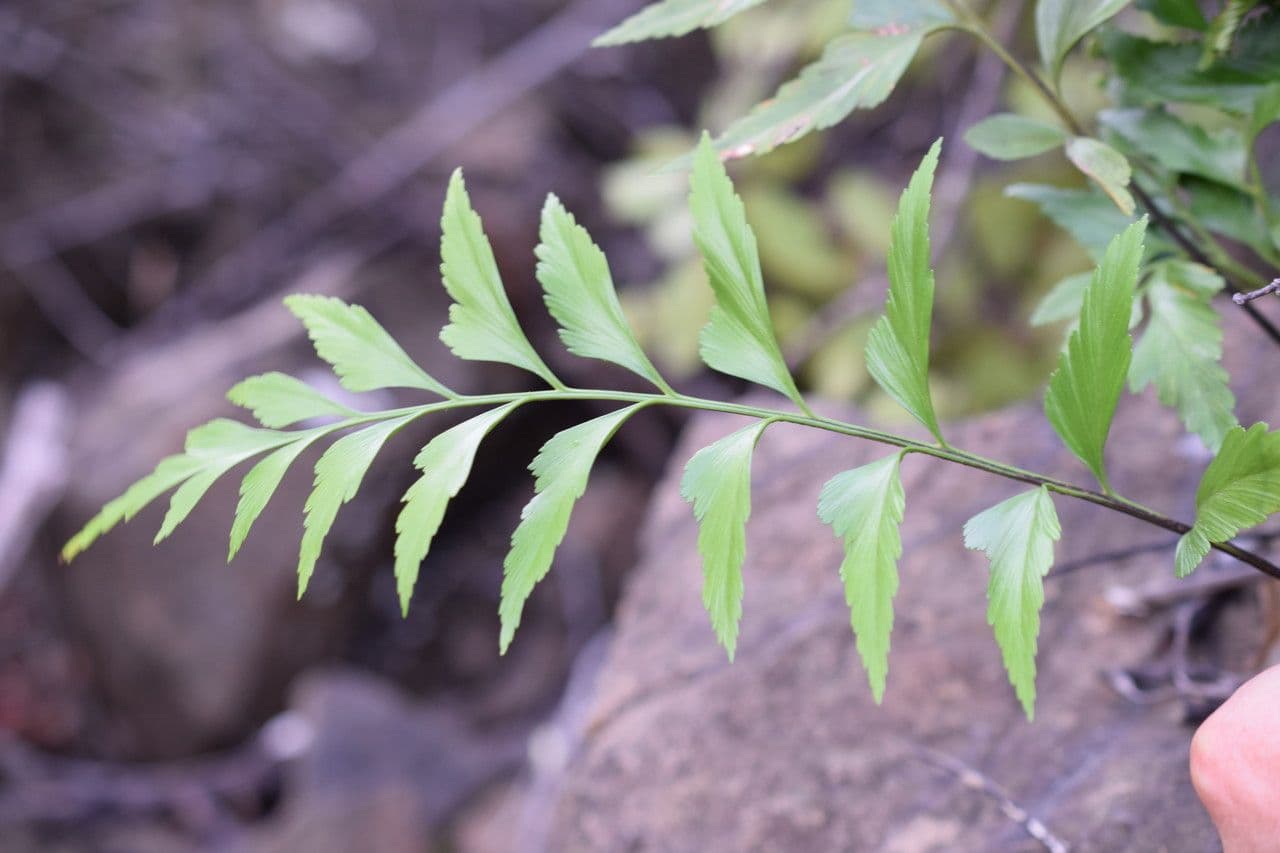 Asplenium polyodon 3