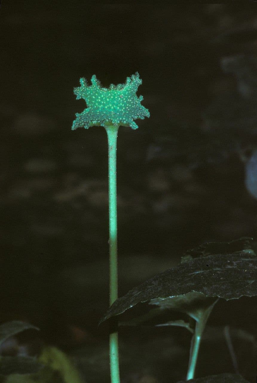 Dorstenia 4