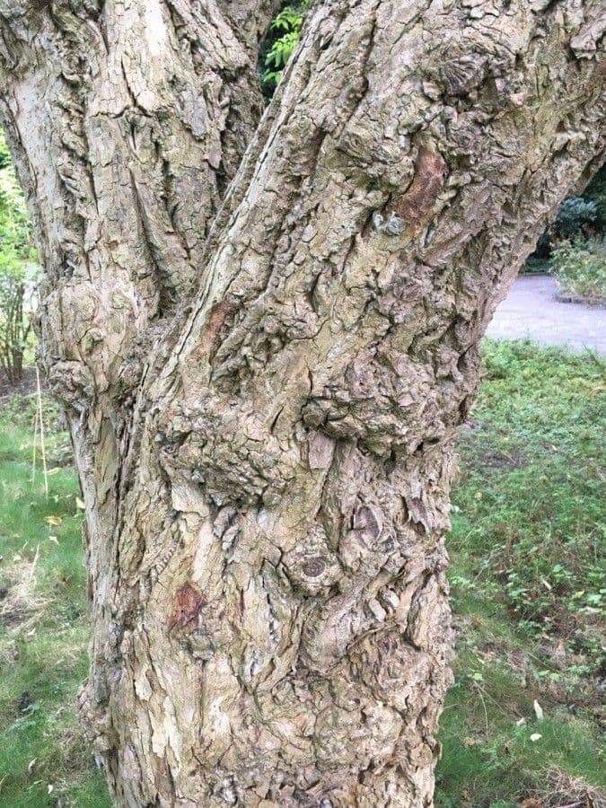 Phellodendron amurense 24