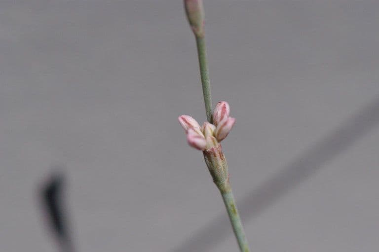 Ruten-Buckwheat 4