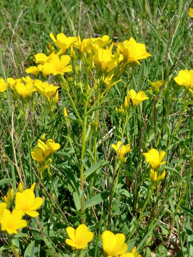 Lino giallo 8