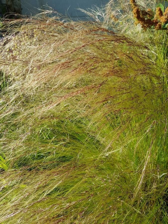 Festuca filiforme 15