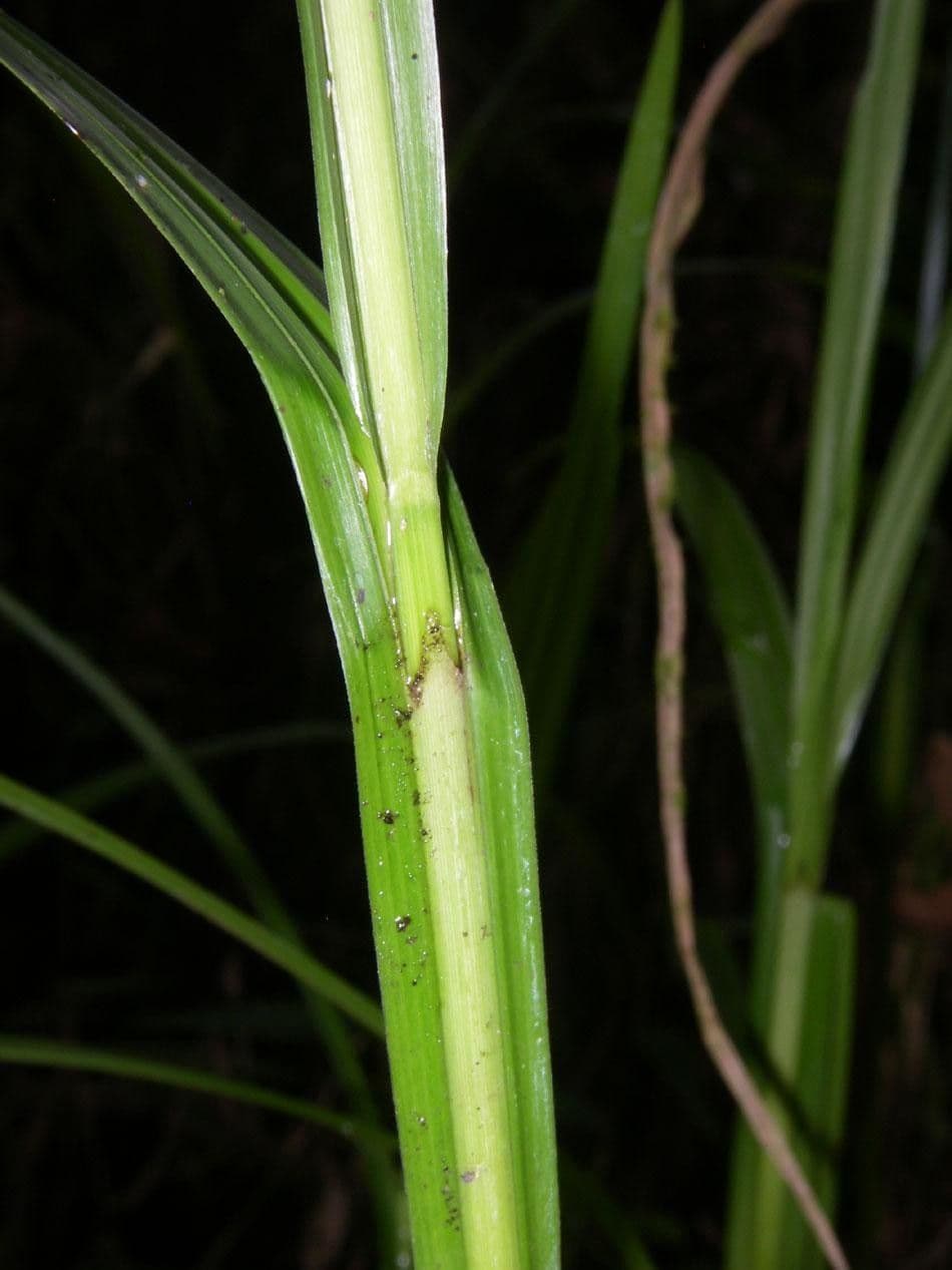 Scleria a piccoli frutti 10